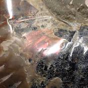 Ammonite sciée 2329