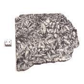 Pinolite Plaque 2335