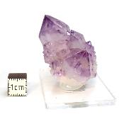 Cristal Cactus Brute 2731