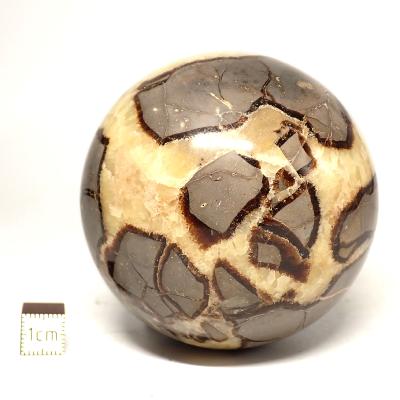 Septaria Boule 2830