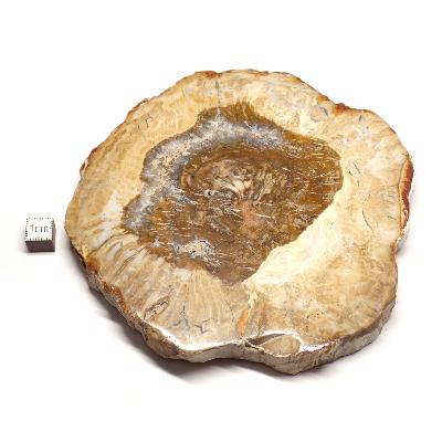 Bois Fossile Plaque 0140