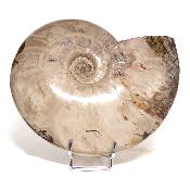 Ammonite Nacrée Entière 0145