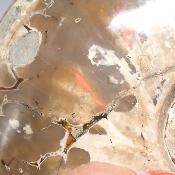 Ammonite Nacrée Entière 0148