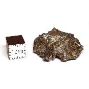 Météorite Sidérite Sikhote-Alin 15171