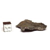 Météorite Sidérite Sikhote-Alin 15176