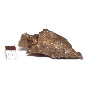 Météorite Sidérite Sikhote-Alin 15184