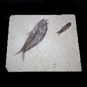 Poisson Fossile n°157