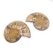 Ammonite Clinoviceras Nacrée Sciée Paire 20330
