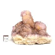 Cristal Cactus Brute 2051