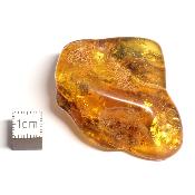 Ambre de la Baltique morceau poli n° 05955