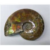 Ammonite Nacrée Entière 10168