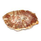 Bois Fossile Plaque 0134