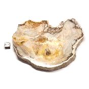 Bois Fossile Plaque 0139