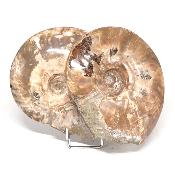 Ammonite Nacrée Entière 0143