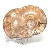 Ammonite Nacrée Entière 0143
