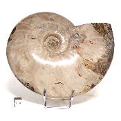 Ammonite Nacrée Entière 0145