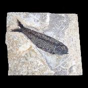 Poisson Fossile n°152
