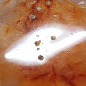 Cornaline chauffée coeur 15479