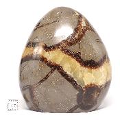Septaria Forme Libre 15685