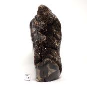Septaria Forme Libre 15701