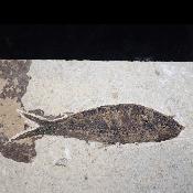 Poisson Fossile n°160