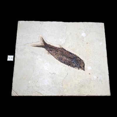 Poisson Fossile n°163