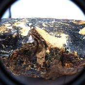 Ambre de Sumatra 20064