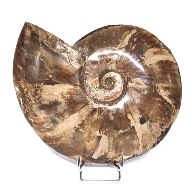 Ammonite Nacrée Entière 20349