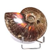 Ammonite Nacrée Entière 20350