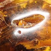 Ambre de la Baltique morceau poli 2038