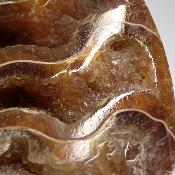 Ammonite sciée 2078