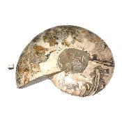 Ammonite sciée 3042