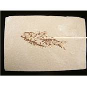 Poisson Fossile - Knightia Herring (USA)