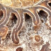 Ammonite Clinoviceras Nacrée Sciée Paire 03774