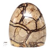 Septaria Forme Libre 05109