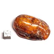 Ambre de la Baltique morceau poli n° 05949