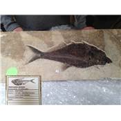 Poisson Fossile n°10