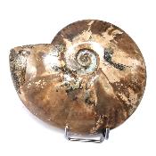 Ammonite Nacrée Entière 10169