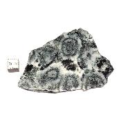 Diorite Orbiculaire Plaque 0113