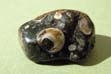 Agate Fossile ou Turritele