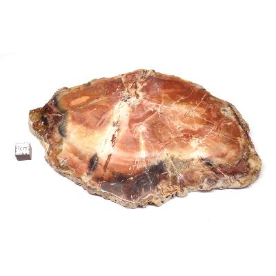 Bois Fossile Plaque 0130