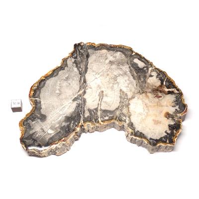 Bois Fossile Plaque 0138