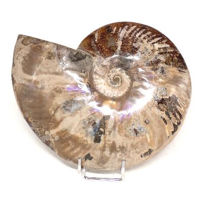 Ammonite Nacrée Entière 0144