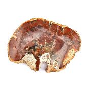 Bois Fossile Plaque 14424