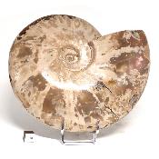 Ammonite Nacrée Entière 0148