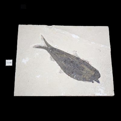 Poisson Fossile n°161