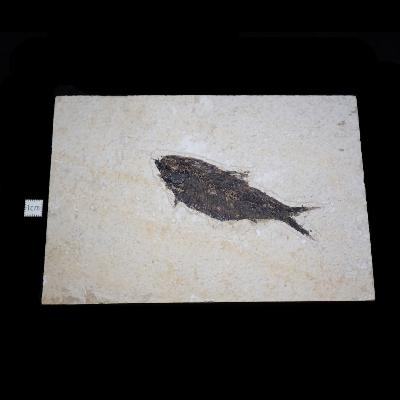 Poisson Fossile n°162