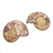Ammonite Clinoviceras Nacrée Sciée Paire 20335
