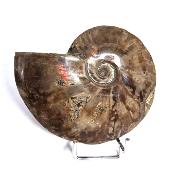 Ammonite Nacrée Entière 20344