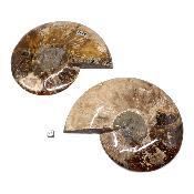 Ammonite sciée 2079